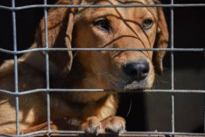 Campanie de sterilizări GRATUITE la Reghin
