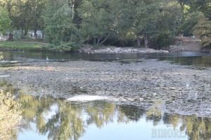 Ne enervează: Crişul Repede musteşte de gunoaie în zona Silvaş (FOTO)