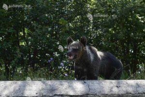 Senat: Ursul a fost inclus, pentru 5 ani, pe lista animalelor ce pot fi vânate în anumite condiţii