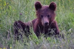 Urşii s-au înmulţit şi vin tot mai des în zone locuite. De ce nu se poate interveni urgent