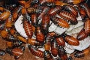 VIDEO| Gândacii colcăie într-un Mall din Cluj Napoca. 20 de restaurante au fost închise de inspectorii OPC