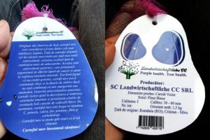 Cartofii mov de Cristian acum şi în magazinele TransAgape din Sibiu – Incredibilă sursă de nutrienţi şi antioxidanţi