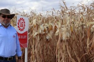 ”Ziua Porumbului” 2019. Hibrizii Limagrain, rezistenţi la secetă