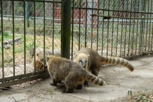 FOTO: ”Locatari” noi la Zoo Târgu-Mureş