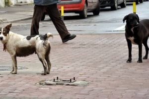 Câinii maidanezi de pe străzile Timişoarei, tot în grija Danyflor. Cu 8 milioane de lei