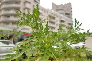 Ambrozie „protejată”: Legea anti-ambrozie s-a dovedit degeaba. Nicio amendă nu a fost dată în Bihor vara aceasta!