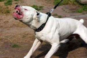 Pitbull-ul care a muşcat o femeie şi a omorât un bichon a fost eutanasiat. Anchetă în desfăşurare