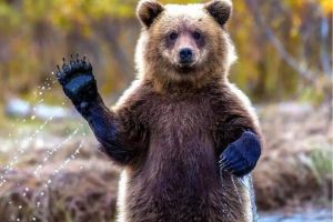 Ursul, inclus pe lista animalelor care pot fi vânate