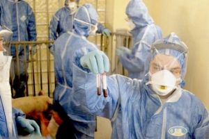 Virus mortal la o fermă din judeţul Satu Mare. 5.000 de porci vor fi ucişi