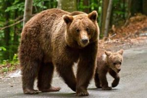 Vânarea permisă a ursului. Propunere adoptată de către Senat