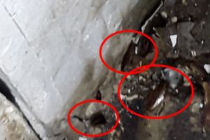 VIVO! Cluj-Napoca, prima reacţie în cazul gândacilor din restaurante