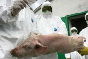 Ferma unde vor fi ucişi 5.000 de porci aparţine unui consilier judeţean, fost primar