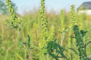 Mişcare civică pentru combaterea ambroziei