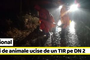 Naţional: Zeci de animale ucise de un TIR pe DN 2