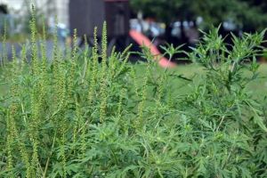 Primăria Sibiu identifică zonele cu ambrozie. Vrea exterminarea plantei alergene