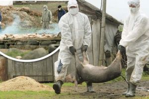 A început sacrificarea porcilor la ferma unde a fost descoperit virusul mortal