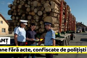 NEAMȚ: Aproape 50 de m.c. de lemn confiscat de poliţişti