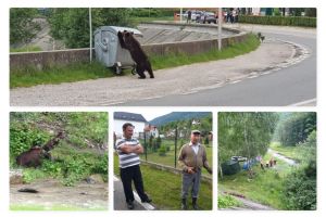 Liber la vânat URȘI în Argeş!