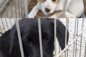 Constanta: Sute de caini comunitari au fost adoptati de locuitorii orasului