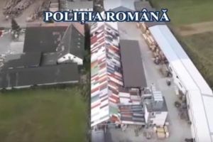 VIDEO. Peste 1.300 mc de material lemnos confiscaţi în urma unei acţiuni desfăşurate de Poliţia Română, în judeţul Mureş, la care au participat şi poliţişti din Alba