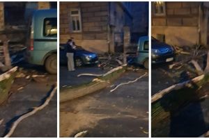 Copac la un pas să strivească o femeie. Mai multe persoane au cerut tăierea lui pentru că era bătrân
