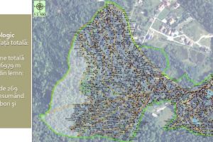 VIDEO Până în 2022, Regia Publică Locală a Pădurilor Braşov va amenaja un parc dendrologic cu peste 3 milioane de lei