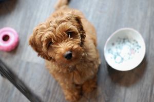 Bărbatul care a creat labradoodle-ul susţine că regretă enorm ceea ce a făcut