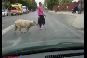 VIDEO-Faza zilei: la plimbare cu Mioriţa prin Focsani