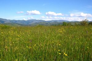 Avertisment de la APIA Dâmboviţa: Interzis la arderea miriştilor şi a resturilor vegetale pe terenul arabil, precum şi a vegetaţiei şi pajiştilor permanente