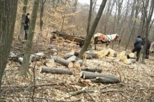Tăieri ilegale de arbori şi alte infracţiuni silvice