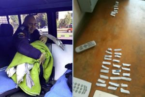„Capturile” Jandarmeriei Bihor într-o singură zi, pe străzile din Oradea: un pui de lebădă rătăcit şi 34 de „joint-uri” (FOTO)