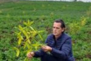Experiment inedit pe Dealul Viilor! În locul viilor pline de struguri, un lugojean a amenajat o plantaţie de bambus