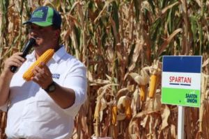 ”Ziua Porumbului” 2019. Spartan, hibrid propus de Saaten Union