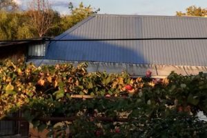 Musafir nepoftit şi în localităţi învecinate cu Piteştiul