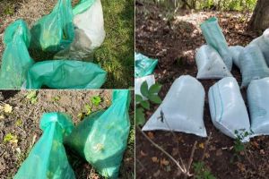 FOTO. Patru bărbaţi din Jidvei, prinşi la furat într-o fermă vitivolă. 600 de kilograme de struguri confiscate de jandarmii albaiulieni