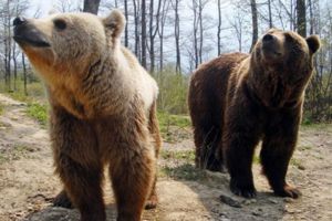 Ministerului Mediului: numărul urşilor care trăiesc în sălbăticie pe teritoriul ţării este cuprins între 6450 şi 7200