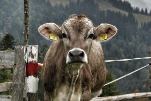 Bovină sustrasă din comuna Corund, identificată de poliţiştii harghiteni la o stână din comuna Ulieş