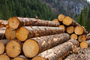 Topliţa: Dosar penal întocmit de poliţiştii harghiteni pe numele reprezentanţilor unui Ocol Silvic, pentru omisiunea sesizării şi abuz în serviciu