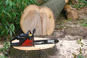 Ce distanta a reusit sa parcurga un sighetean care a sustras un motoferastrau?