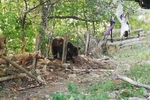 FOTO: Urs prins în laţ, păzit de jandarmi 24 de ore