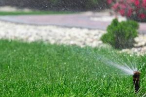 Gazonul de calitate. Sfaturi de la specialişti