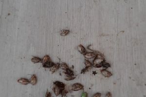 FOTO. Gândacii urât mirositori fac din nou ravagii. Invazie în municipiul Satu Mare