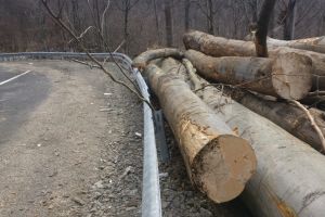 Crestere cu 8,9% a volumului de lemn exploatat in Romania, in 2018