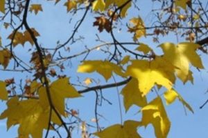 Vremea schimbă foaia. Ce anunţă meteorologii în următoarele două săptămâni!