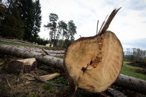 Încă un transport ilicit de material lemnos interceptat de poliţiştii harghiteni, pe raza comunei Suseni.