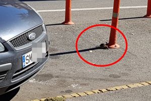 VIDEO&FOTO. Șobolan în trafic şi printre oameni, în centrul Sătmarului!