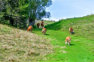 Un fermier din Apuseni, condamnat la plata unei amenzi penale pentru că a lăsat să moară de foame 3 bovine