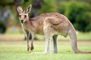 Australia: Cangurii vor fi impuscati pentru a servi drept hrana animalelor de companie