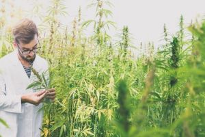Agentia mondiala antidoping (WADA) a exclus Cannabidiolu de pe lista substantelor interzise