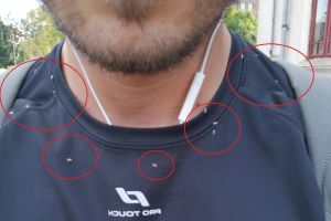 Invazia tigrului platanului. Oficiul Fitosanitar spune că nu există produse avizate pentru combatere